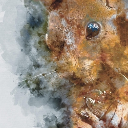 Woodland Wonder Series - Creatures of the woodlands