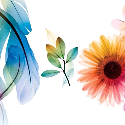 Adobe Creative Suite CS2-CS3 Brand Identity