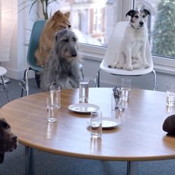 Tesco Pet Insurance