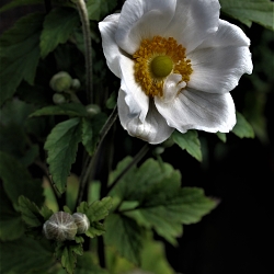 Flowers a study ............