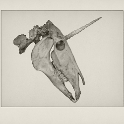 Fine Art Etchings