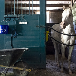 Stonebridge Stables