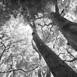 "Rooted"