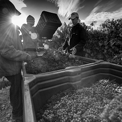 Wine Farming