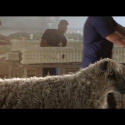Harrison Spinks TVC