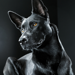 Black Dog