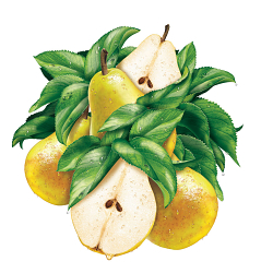 Juice Splash & Food Packaging Illustration
