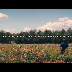 Comfort - The Rose Breeder - 60