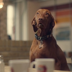 Talking Animal VFX // 'Love your pension' talking dogs, ABI