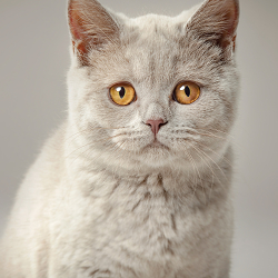 Pet portraits