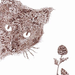 Illustrations (floral, pen)