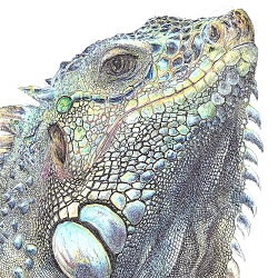 Iguana