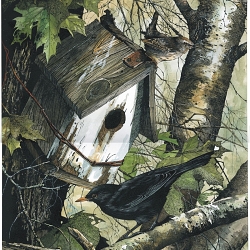 Wren and Blackbird gouache and pen and ink illustration (private commission)
