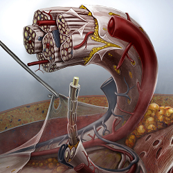 Microuniverse in nerve and nerve related drugs