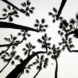 Andalucia in black and white