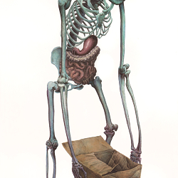 Natural History Illustration