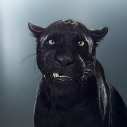 Big Cats Project by PEROU