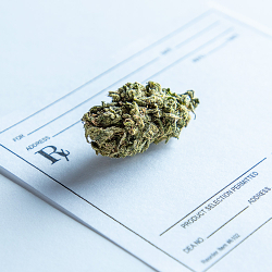 Medical Cannabis Shoot