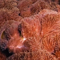 KeepLivingCoral