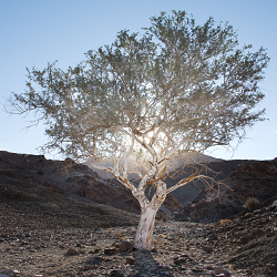 Richtersveld Transfrontier Park