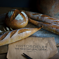 Breadmaking and pictures for Tritordeum