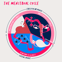 The Menstrual Cycle