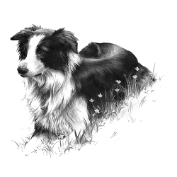 Pet Portraits