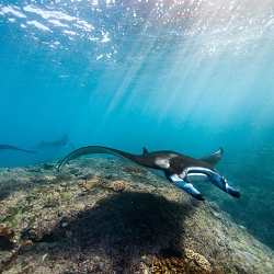 Manta Rays