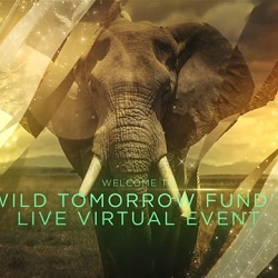 Wild Tomorrow Fund: Live Virtual Fundraiser Video Intro