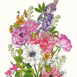 British Grown Flowers : Botanical Illustration