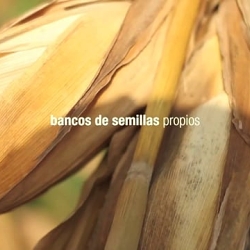 Seeds of life