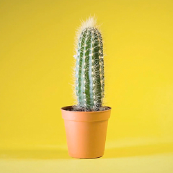 Say it with a cactus