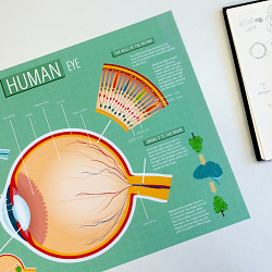 The Human Eye