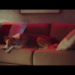 NBA - Pets