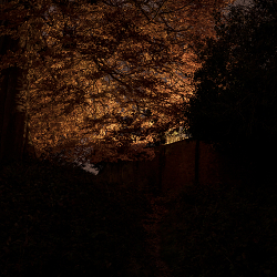 A Walk Alongside the Boundary Wall Before the Cull