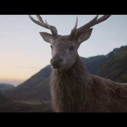 Glenfiddich - Where Next?