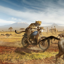 Cheetah chase