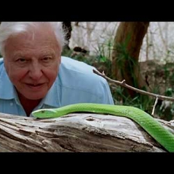 David Attenborough - A Life on Our Planet Film