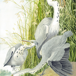 Ardea cinerea