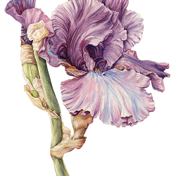 Iris 'Cantina'