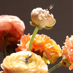 Earrings with Hummingbird