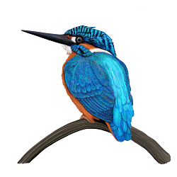 Kingfisher on Branch