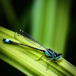 Dragonfly Summer