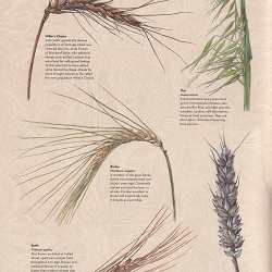 Food Illustration Book Project