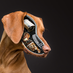 Security dogs