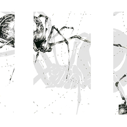 Pointillism Spider