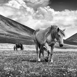 Little Tibet