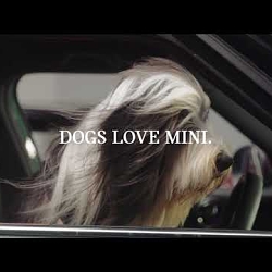 MINI UK and The Brooklyn Brothers put dogs in the driving seat