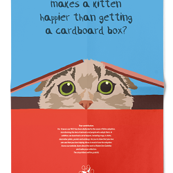 Cats In A Box - Campaign