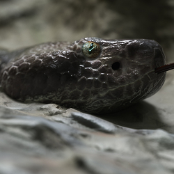 Snake CG